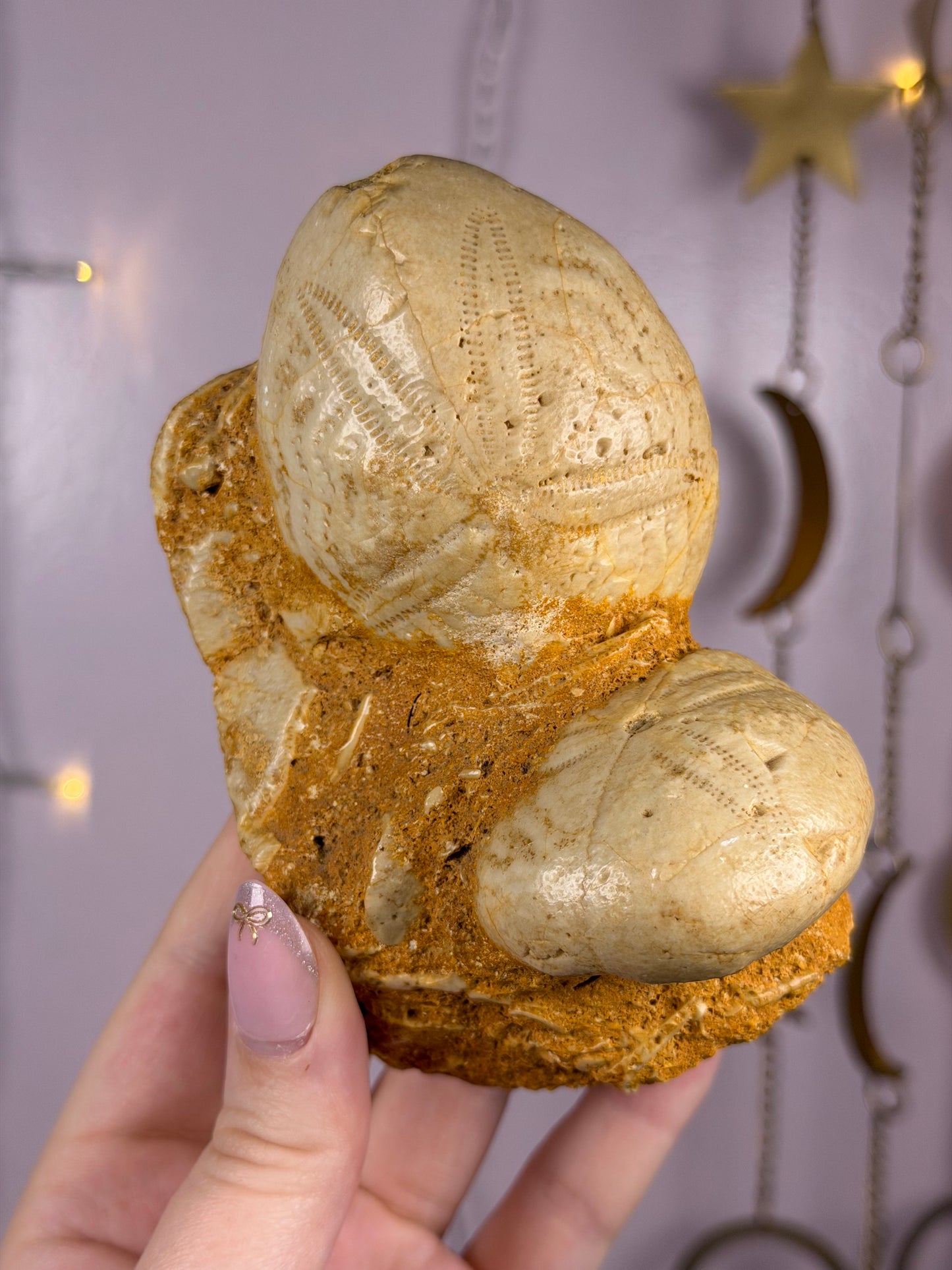 Echinoid Fossil in Matrix