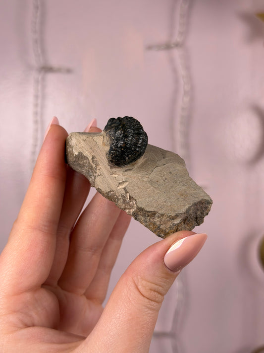 Trilobite Fossil in Matrix