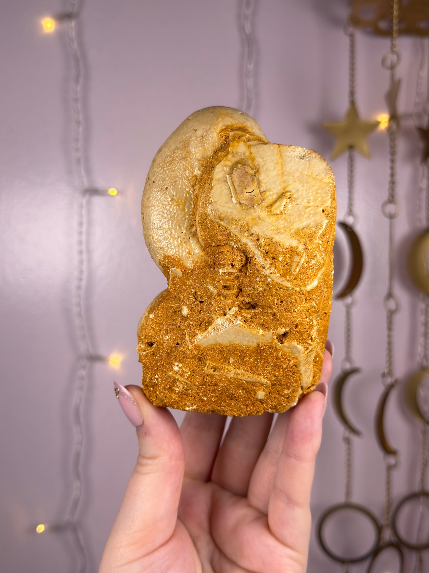 Echinoid Fossil in Matrix