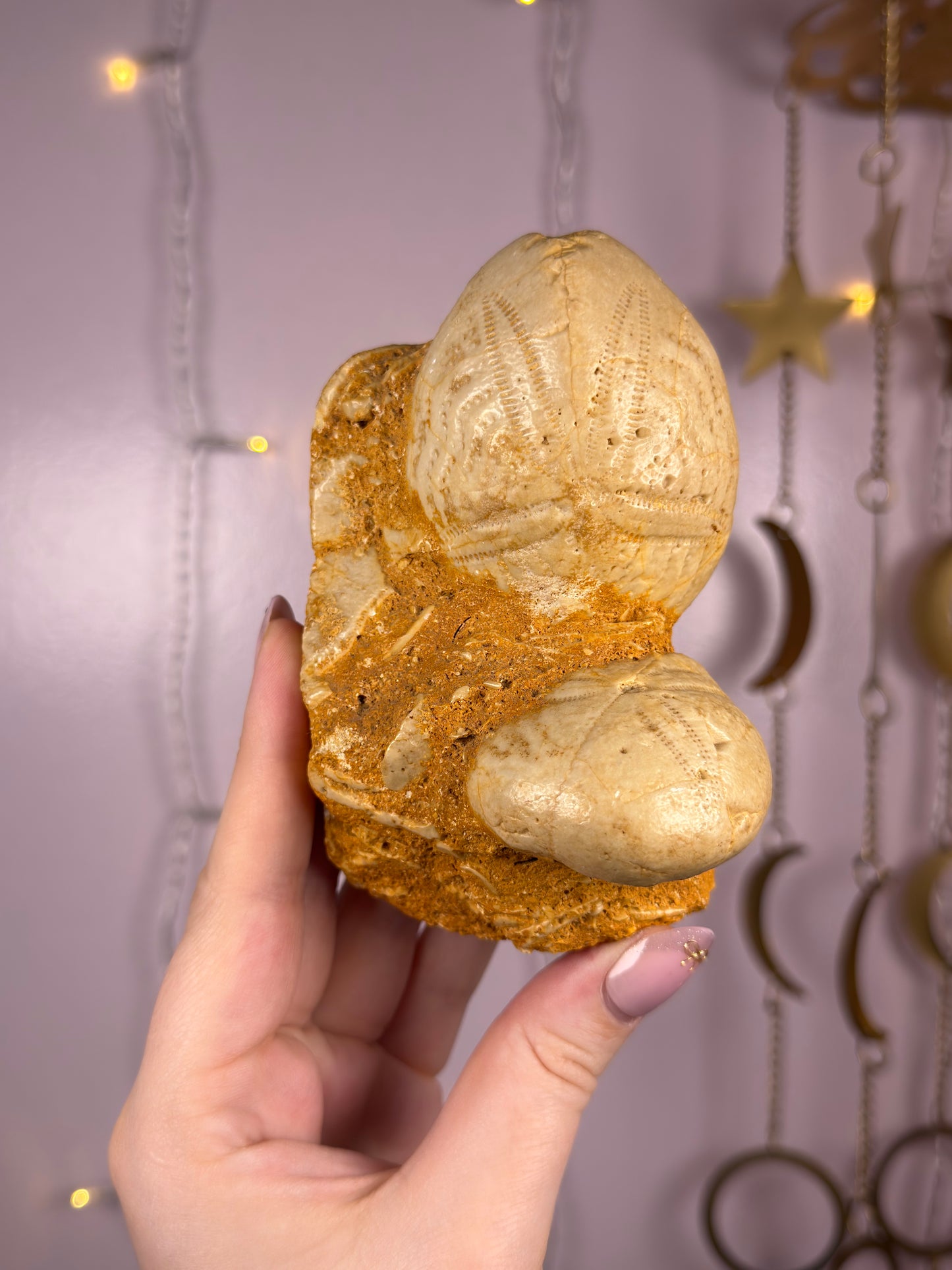 Echinoid Fossil in Matrix