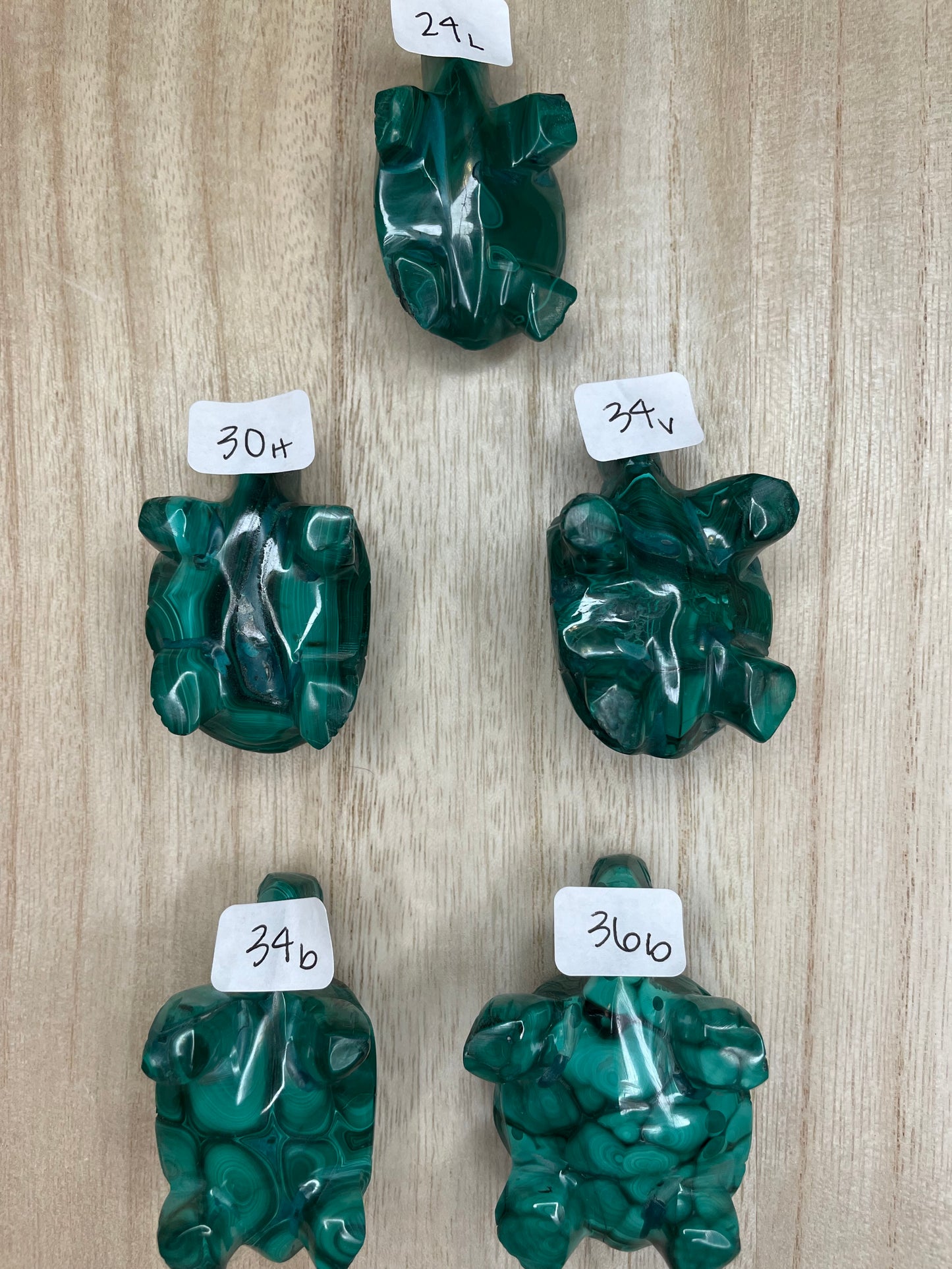 Malachite Turtles- You Choose