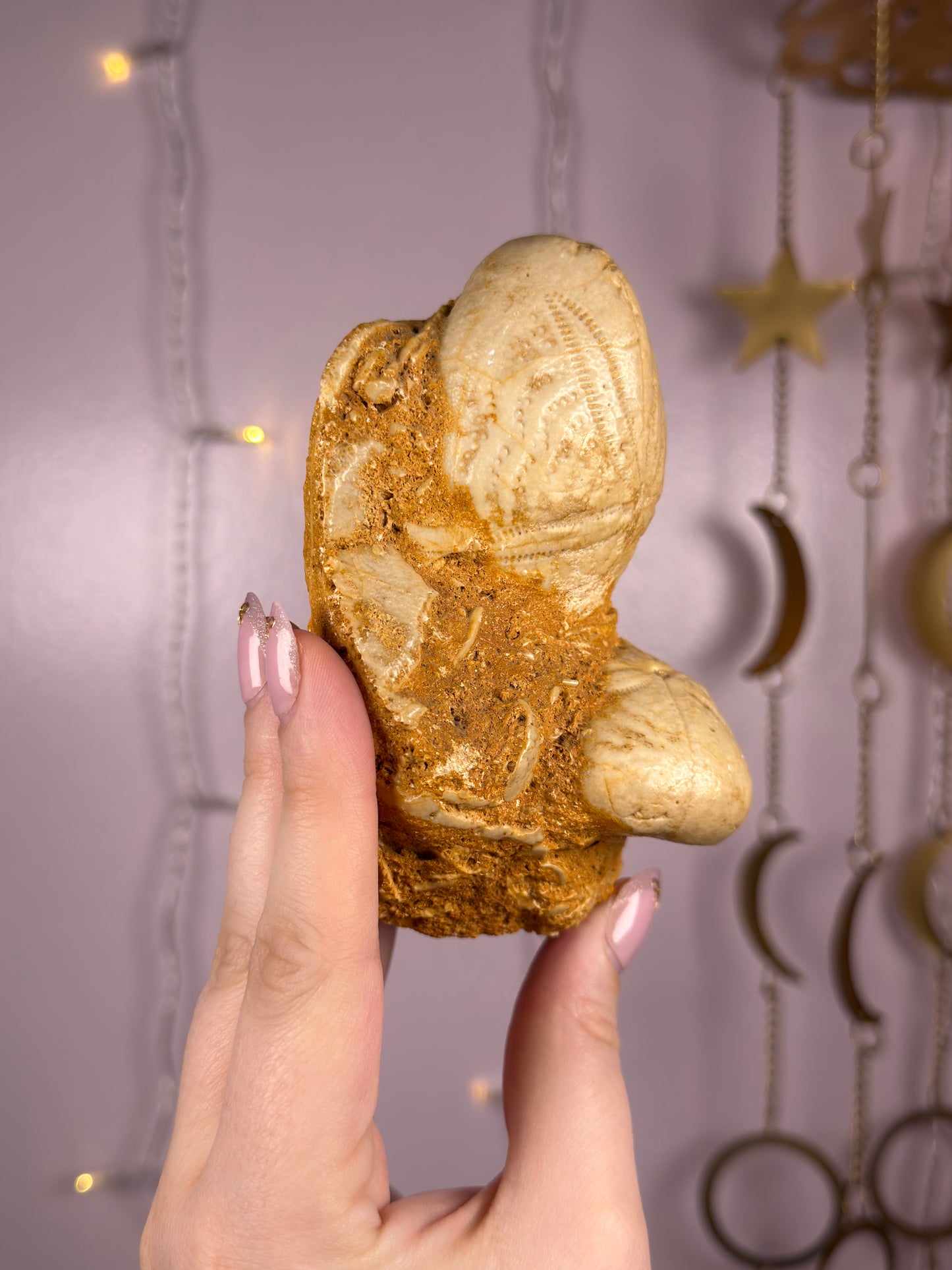 Echinoid Fossil in Matrix