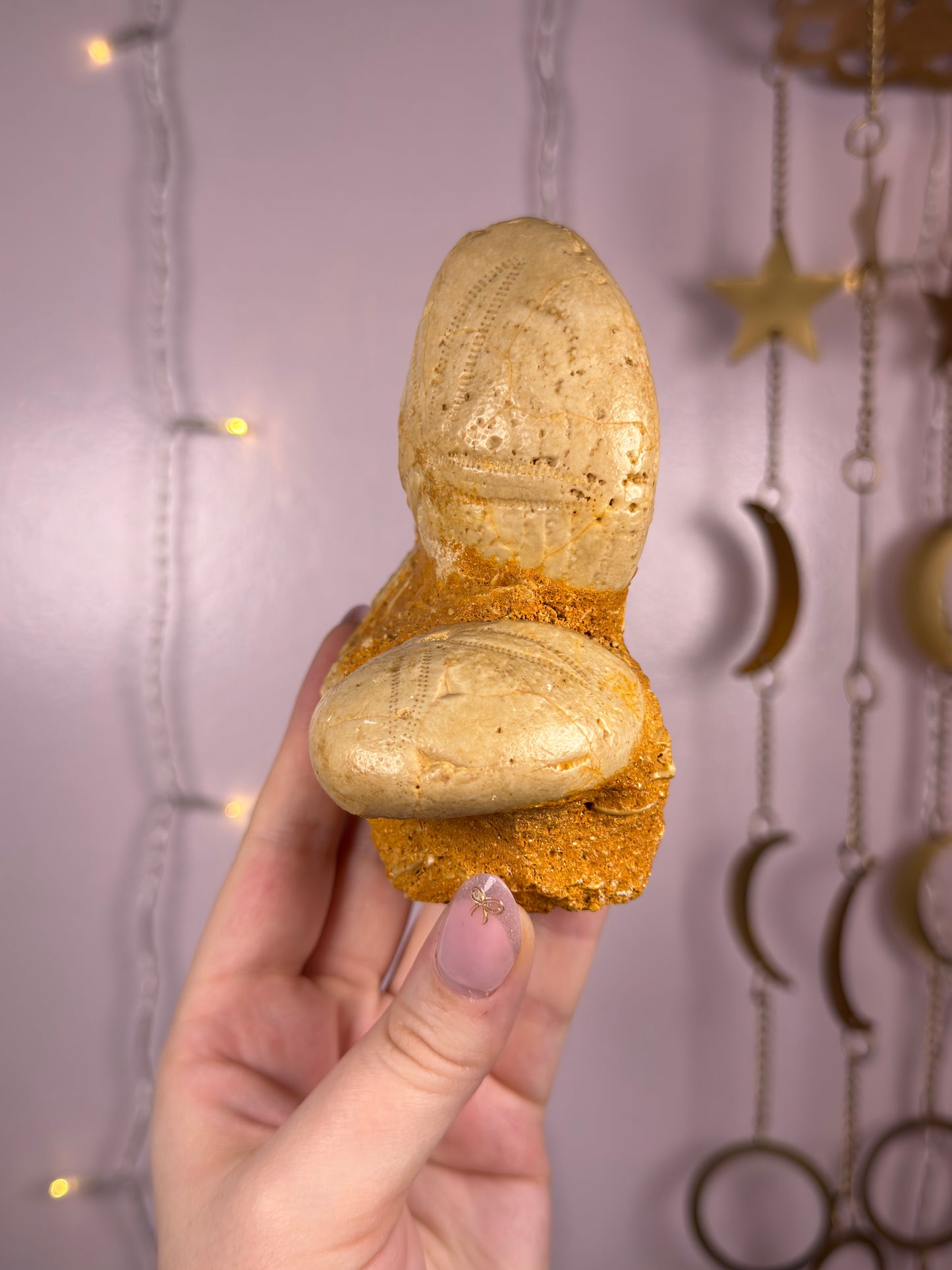 Echinoid Fossil in Matrix